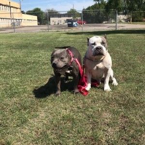 Meet your Posher, Austin